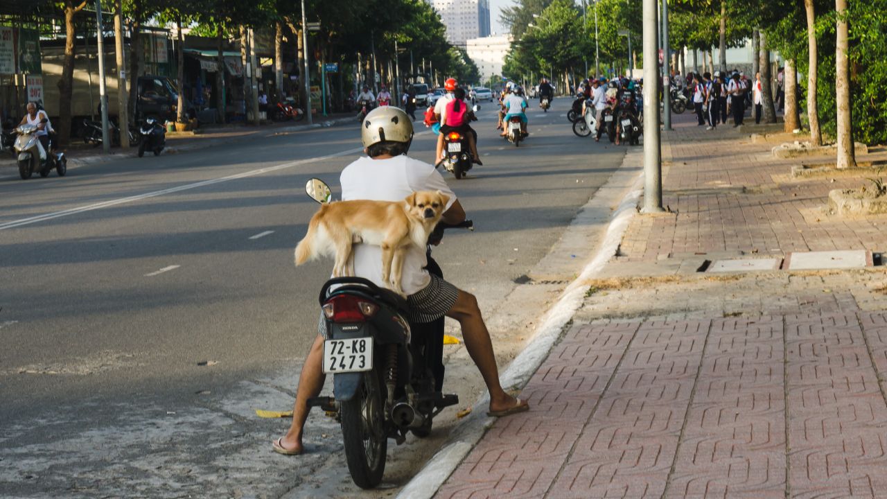How To Travel With A Dog On A Motorcycle